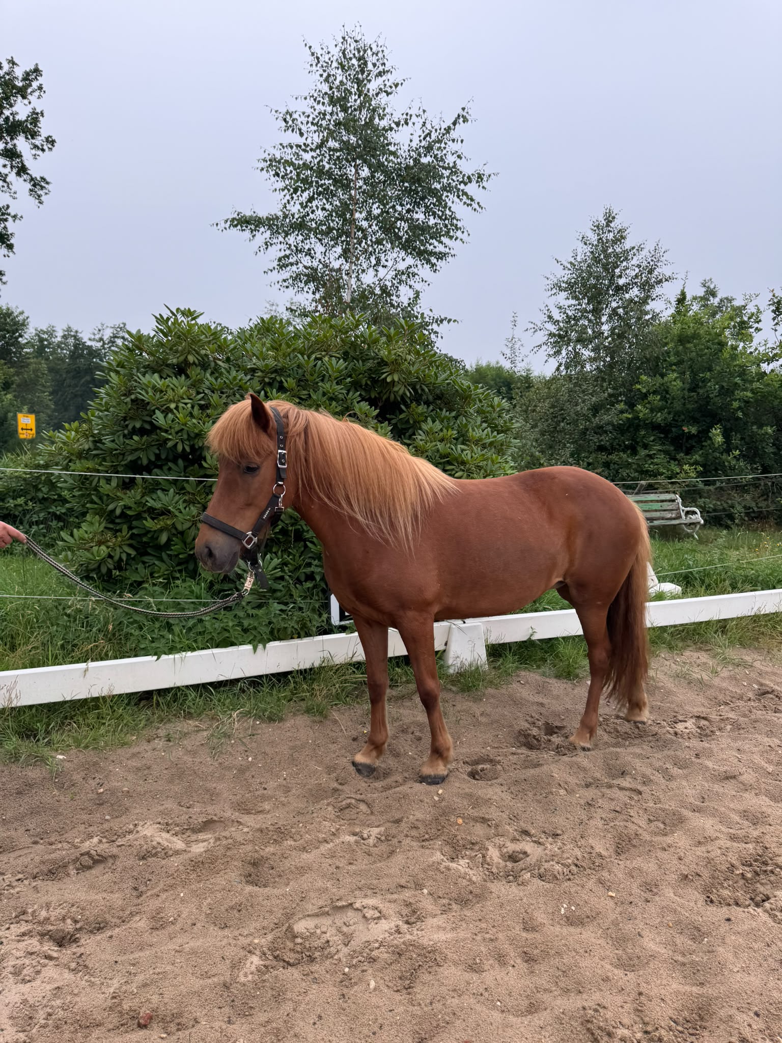 Stjarna im Profil auf dem Reitplatz
