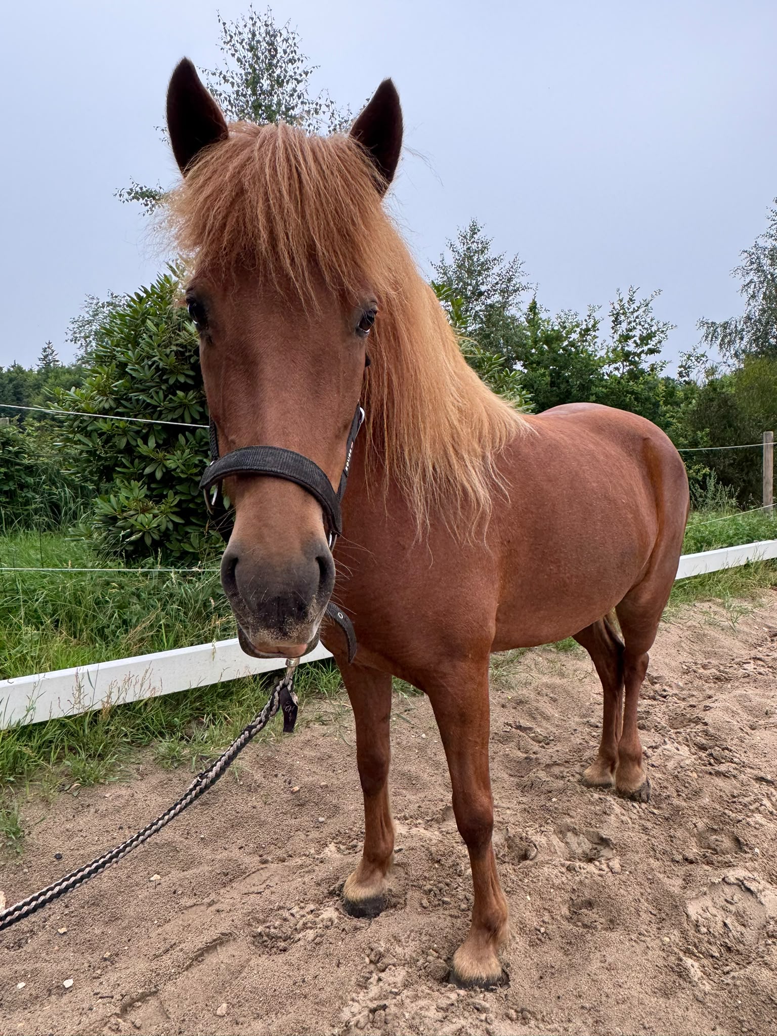 Verkaufspferd Stjarna — Islandpferdstute in Rotfuchs mit hellem Langhaar auf dem Reitplatz von Hof Osterheide