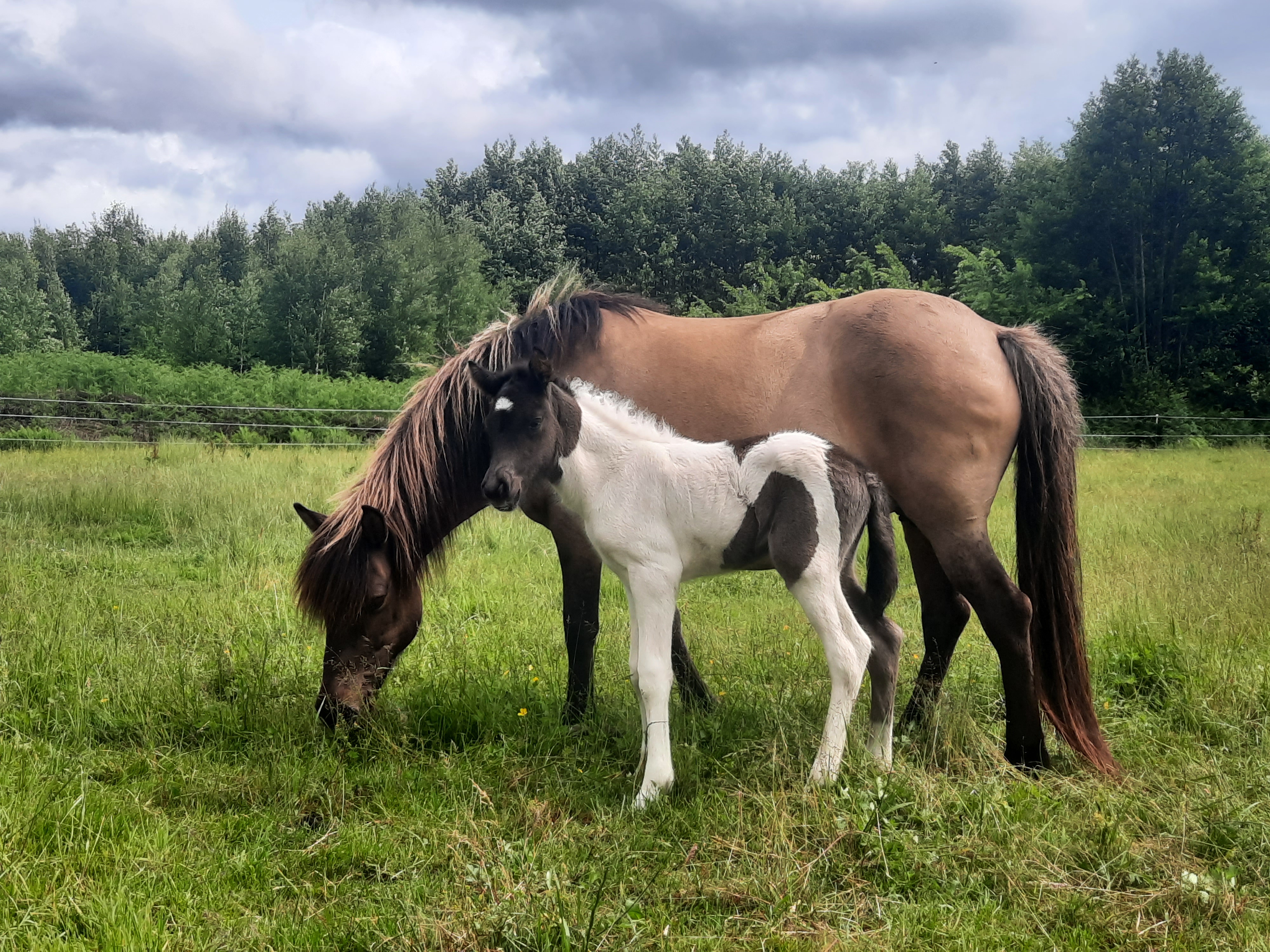 Verkaufspferd Djárfur — Rapp-Tobiano-Hengst aus eigener Zucht auf Hof Osterheide