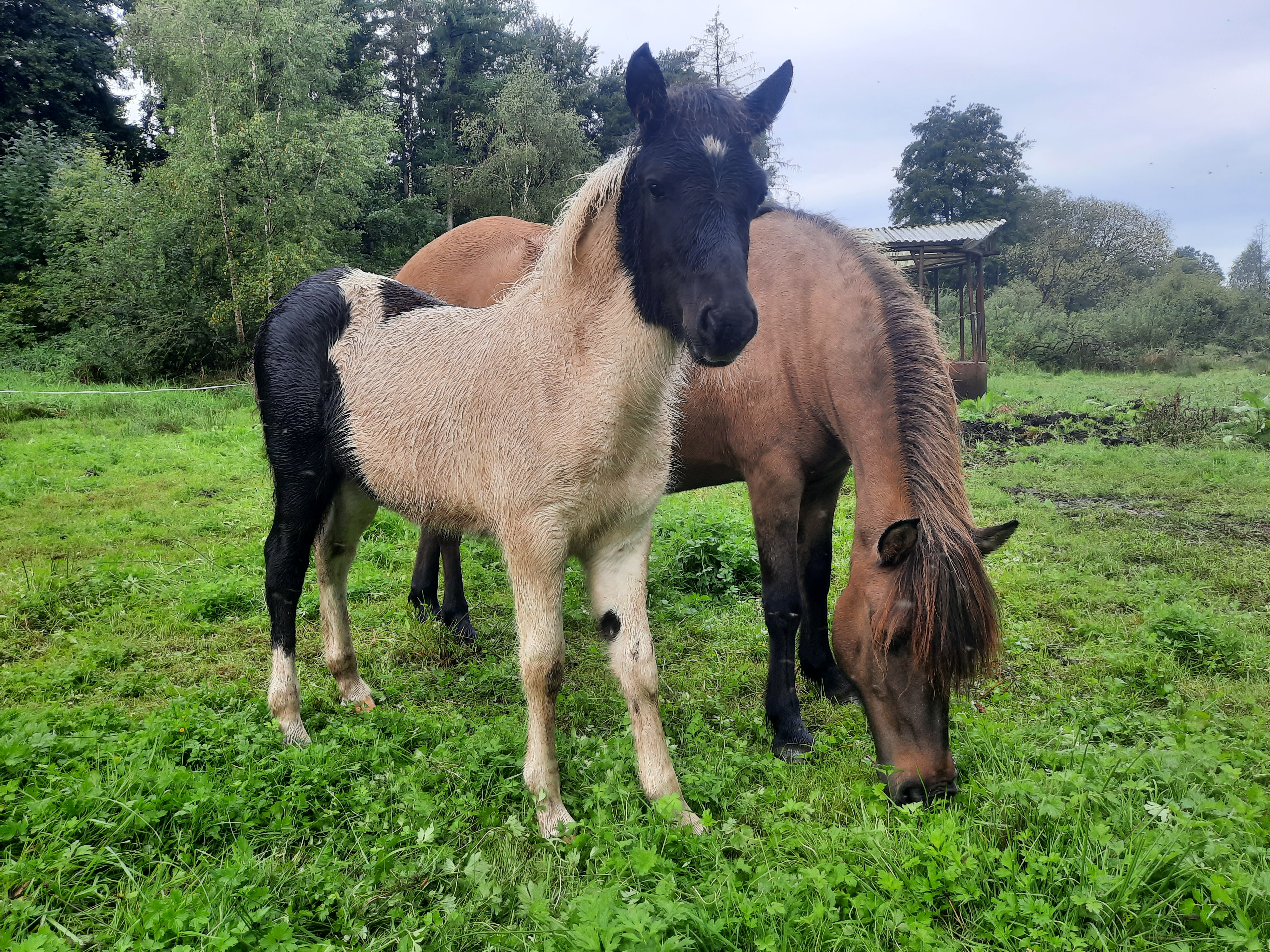 Djárfur auf Hof Osterheide — Aufnahme 7