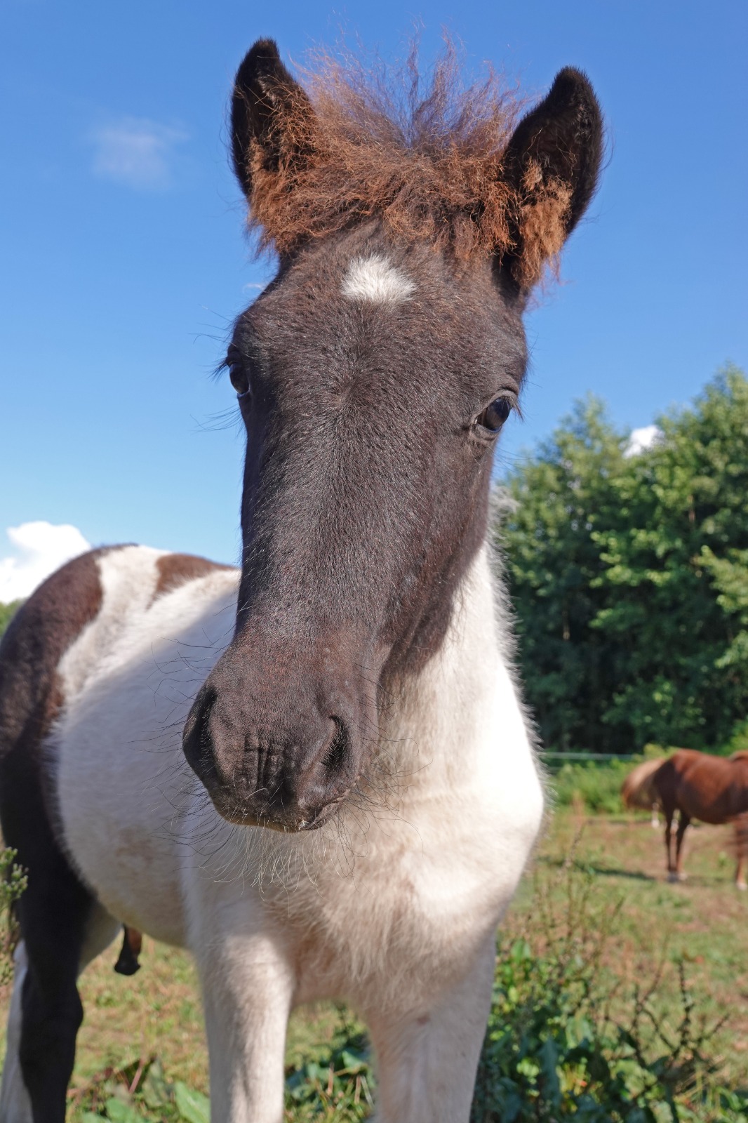 Djárfur, Rapp-Tobiano-Hengst — Aufnahme 8