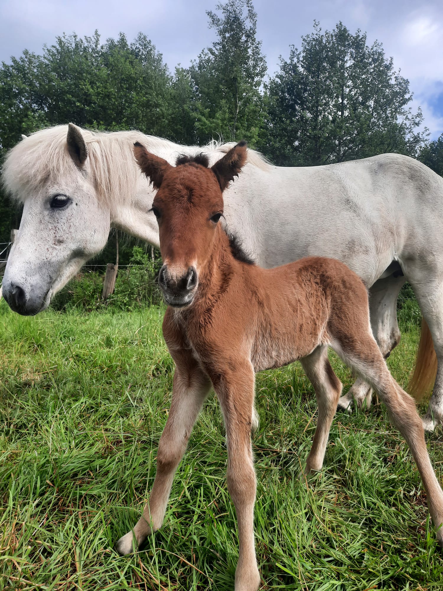 Braunes Islandfohlen neben einer Schimmelstute auf der Weide von Hof Osterheide