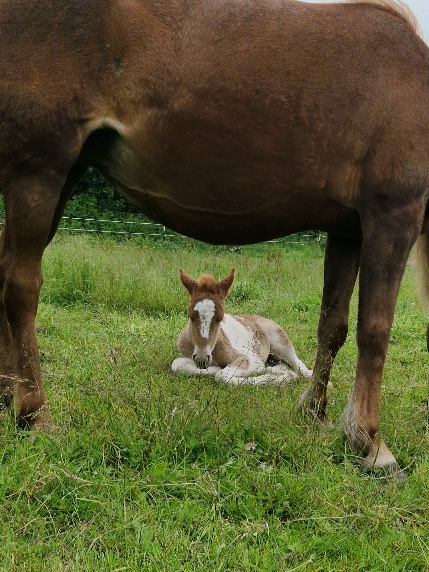 Fohlen liegt im Gras unter seiner Mutter auf der Koppel