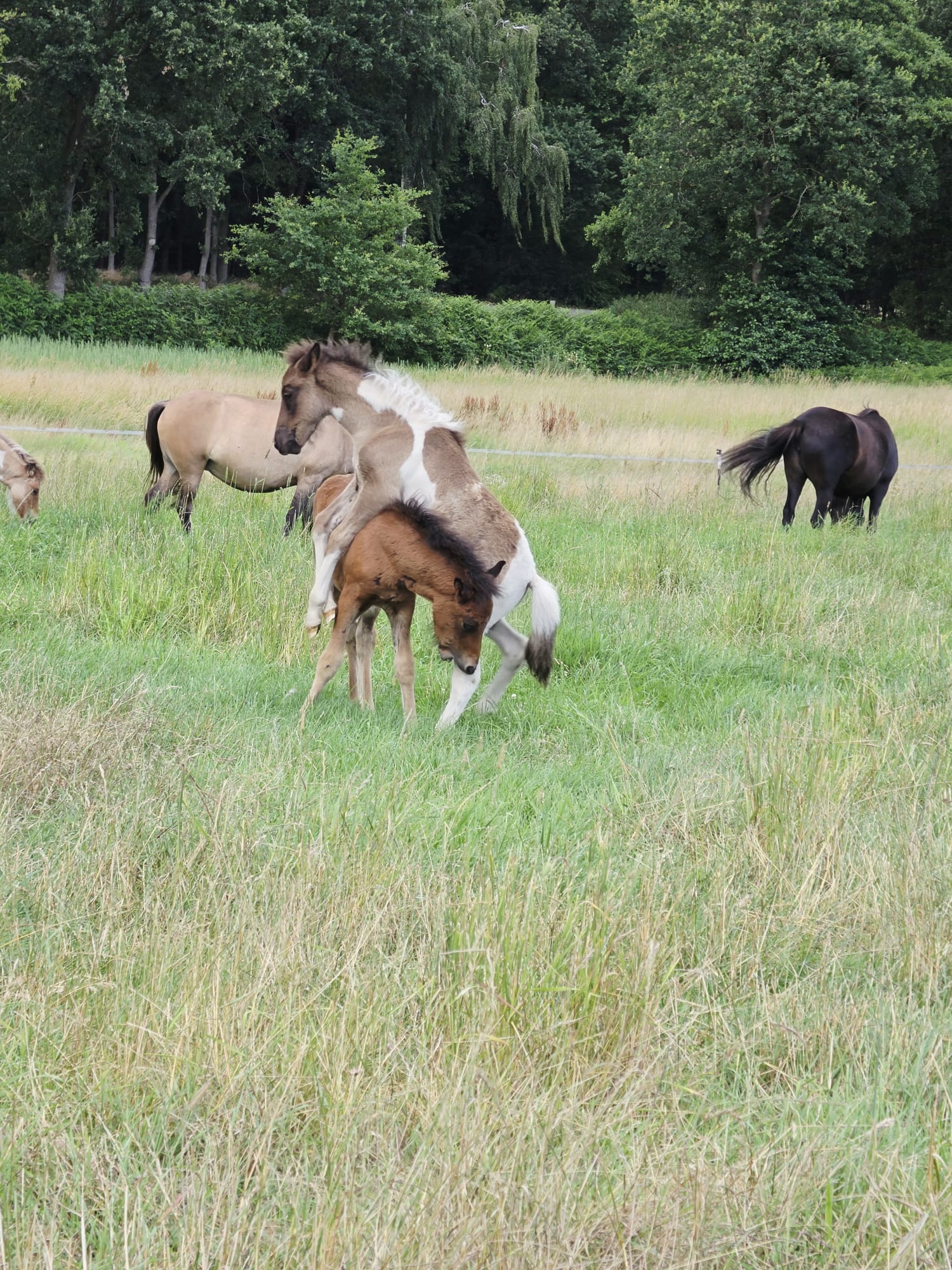 Islandpferde-Herde mit Fohlen auf der Weide von Hof Osterheide
