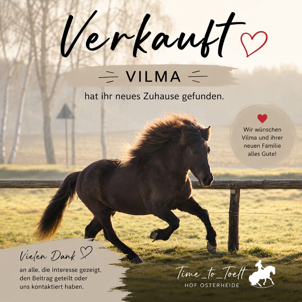 Verkauft: Islandstute Vilma hat ihr neues Zuhause gefunden