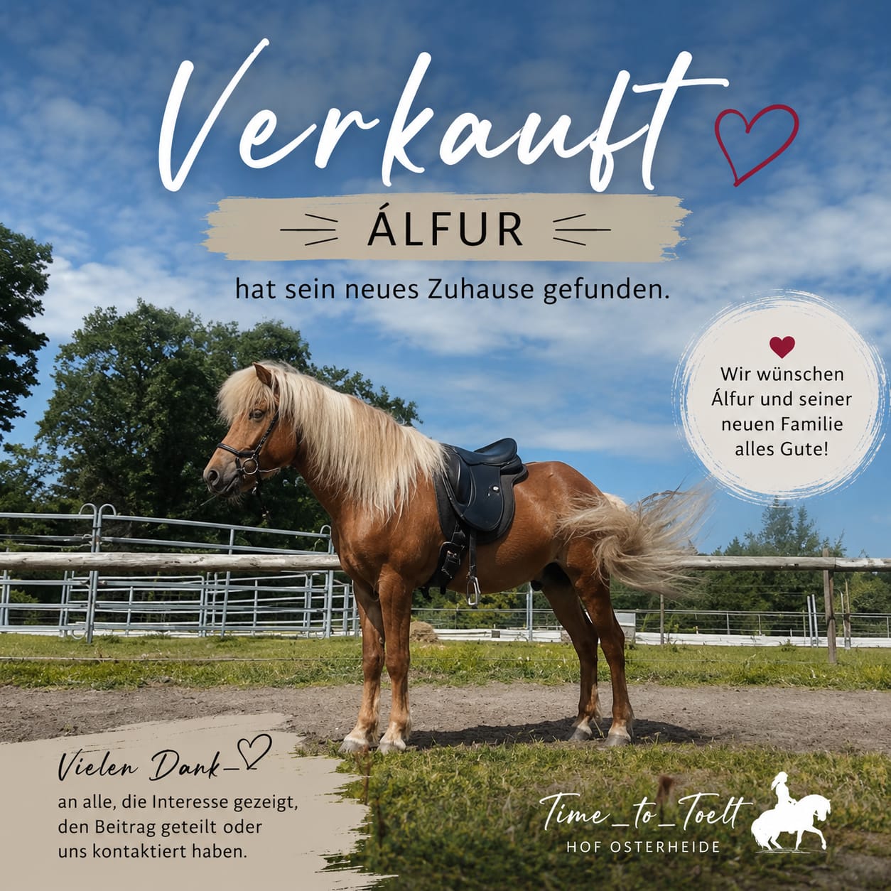 Verkauft: Islandwallach Álfur hat sein neues Zuhause gefunden