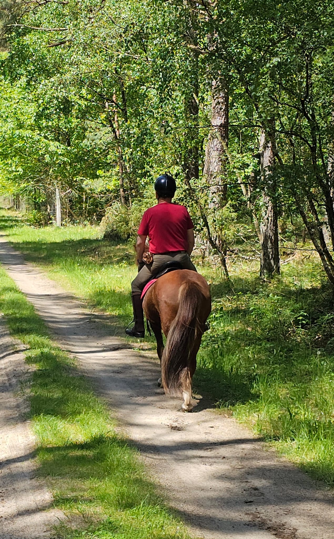 Reiterin auf einem Islandpferd auf einem Waldweg in der Heide