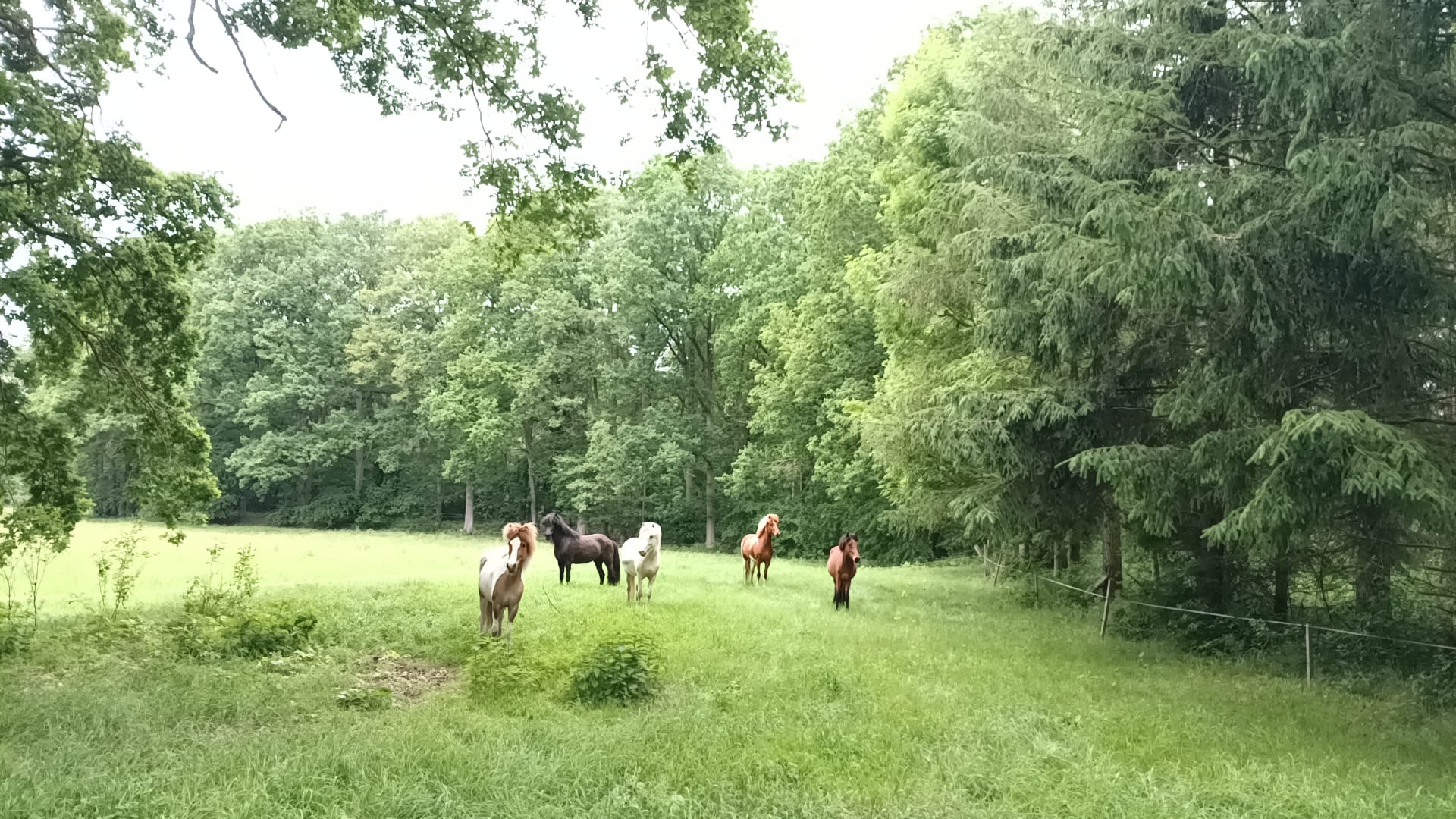 Gruppe von Islandpferden auf der Sommerweide von Hof Osterheide