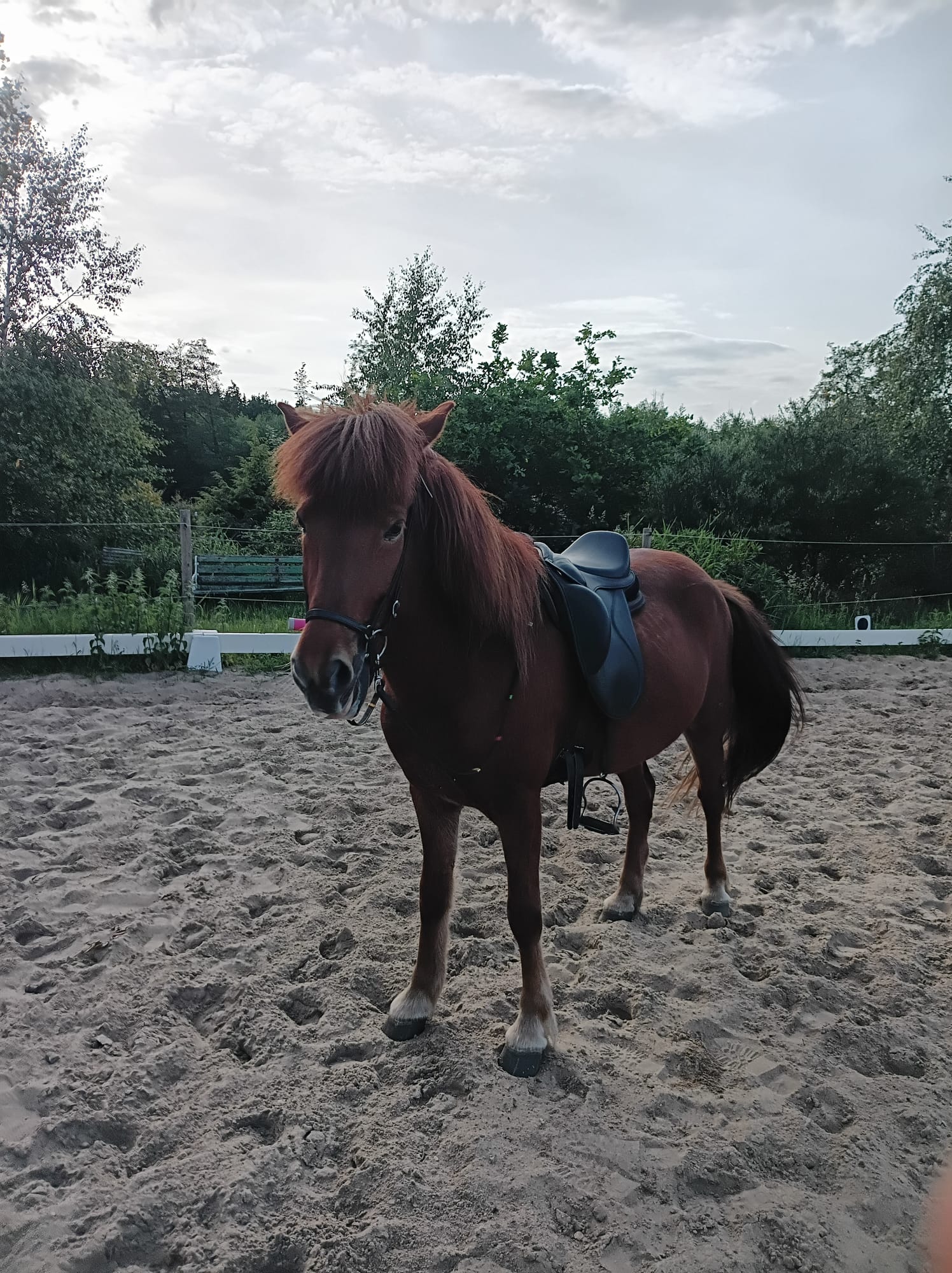 Brella im Profil auf dem Reitplatz von Hof Osterheide