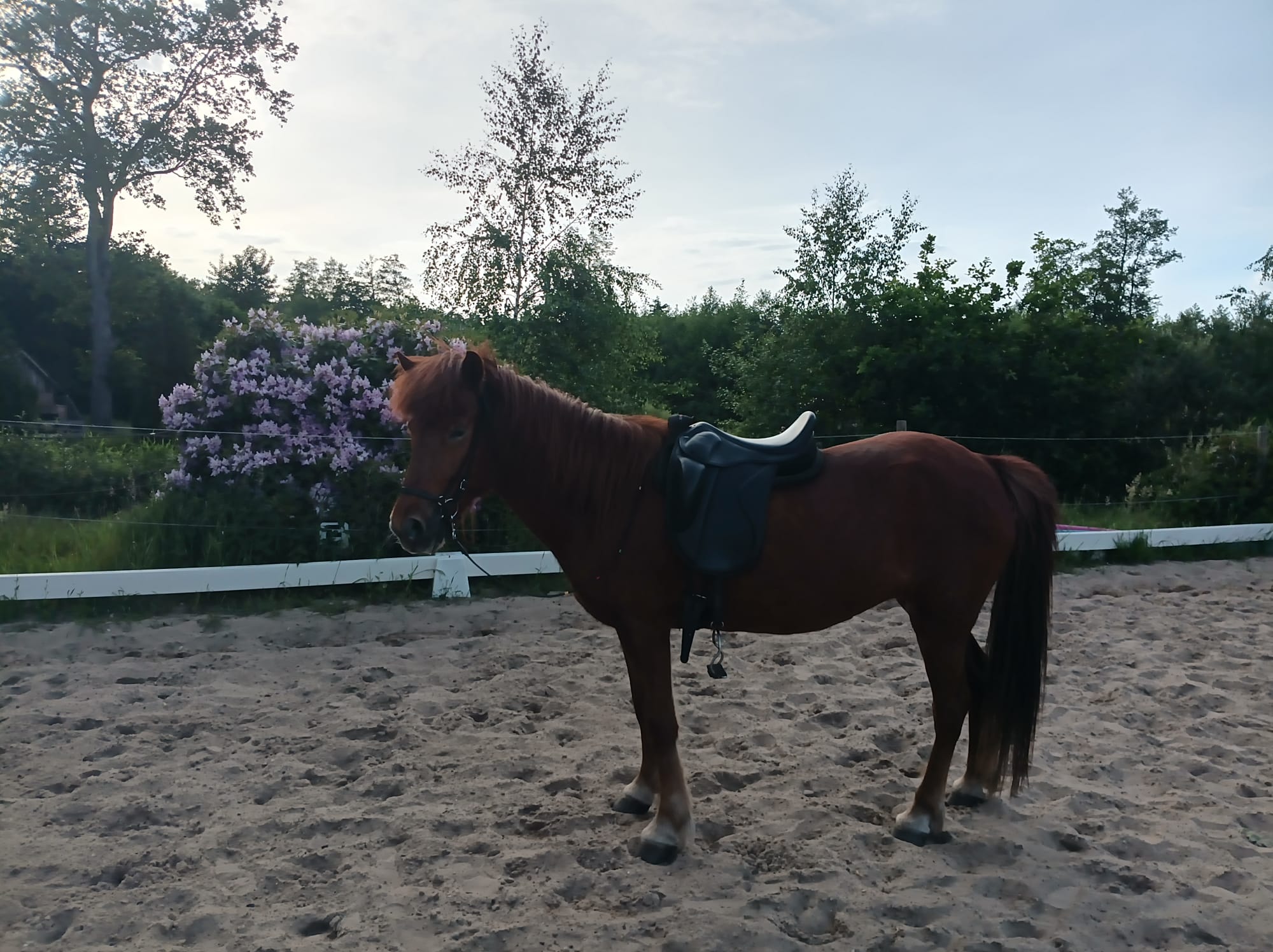 Brella gesattelt vor blühenden Sträuchern auf dem Reitplatz