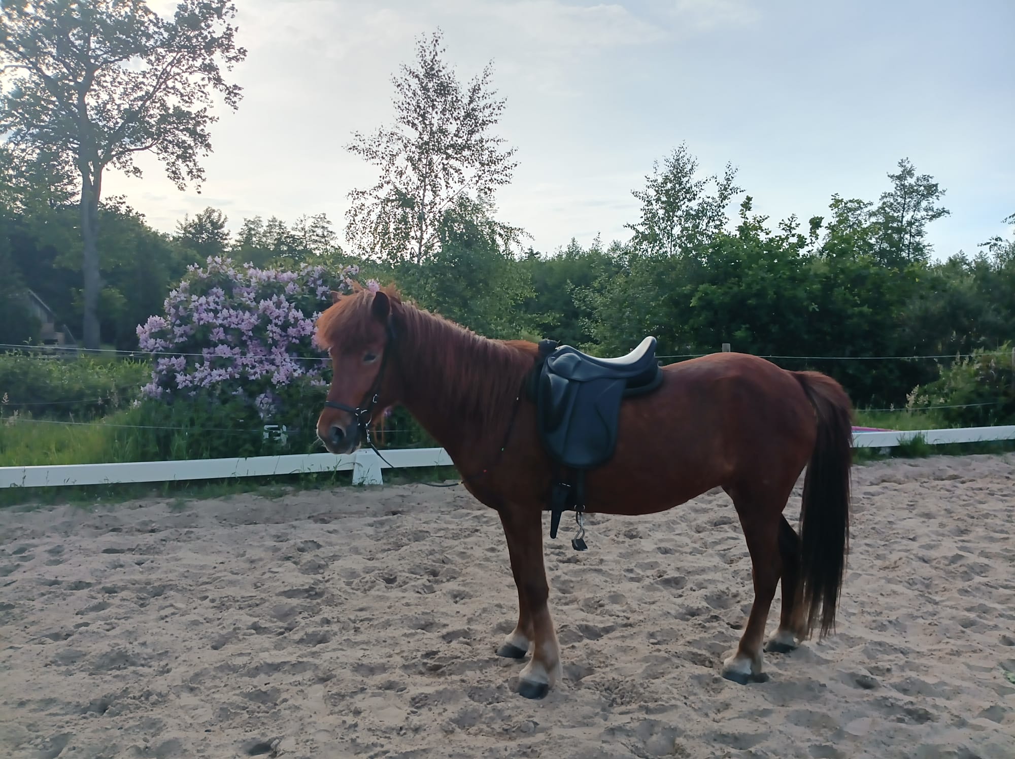 Islandpferdstute Brella (Rotfuchs) gesattelt auf dem Reitplatz von Hof Osterheide