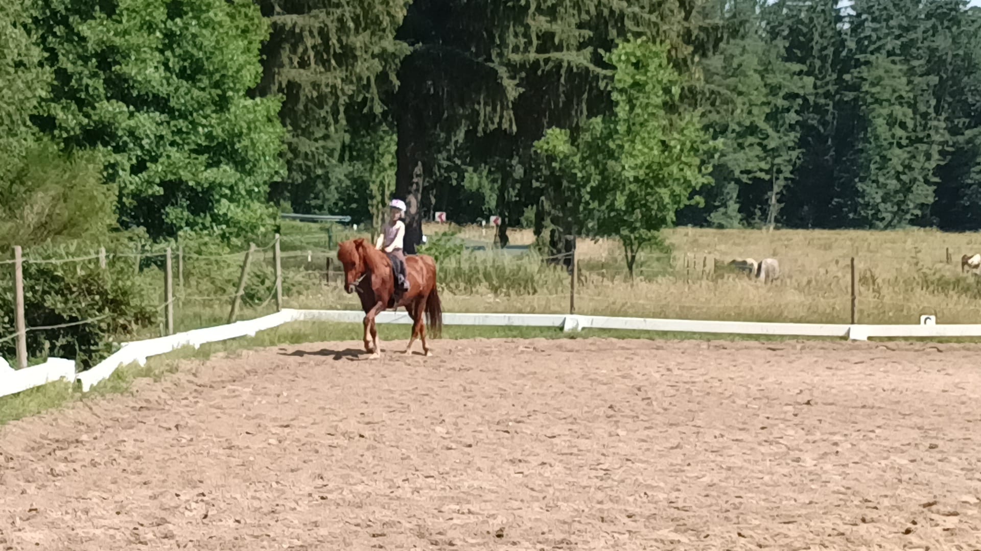 Islandpferdstute Brella unterm Reiter auf dem Reitplatz von Hof Osterheide
