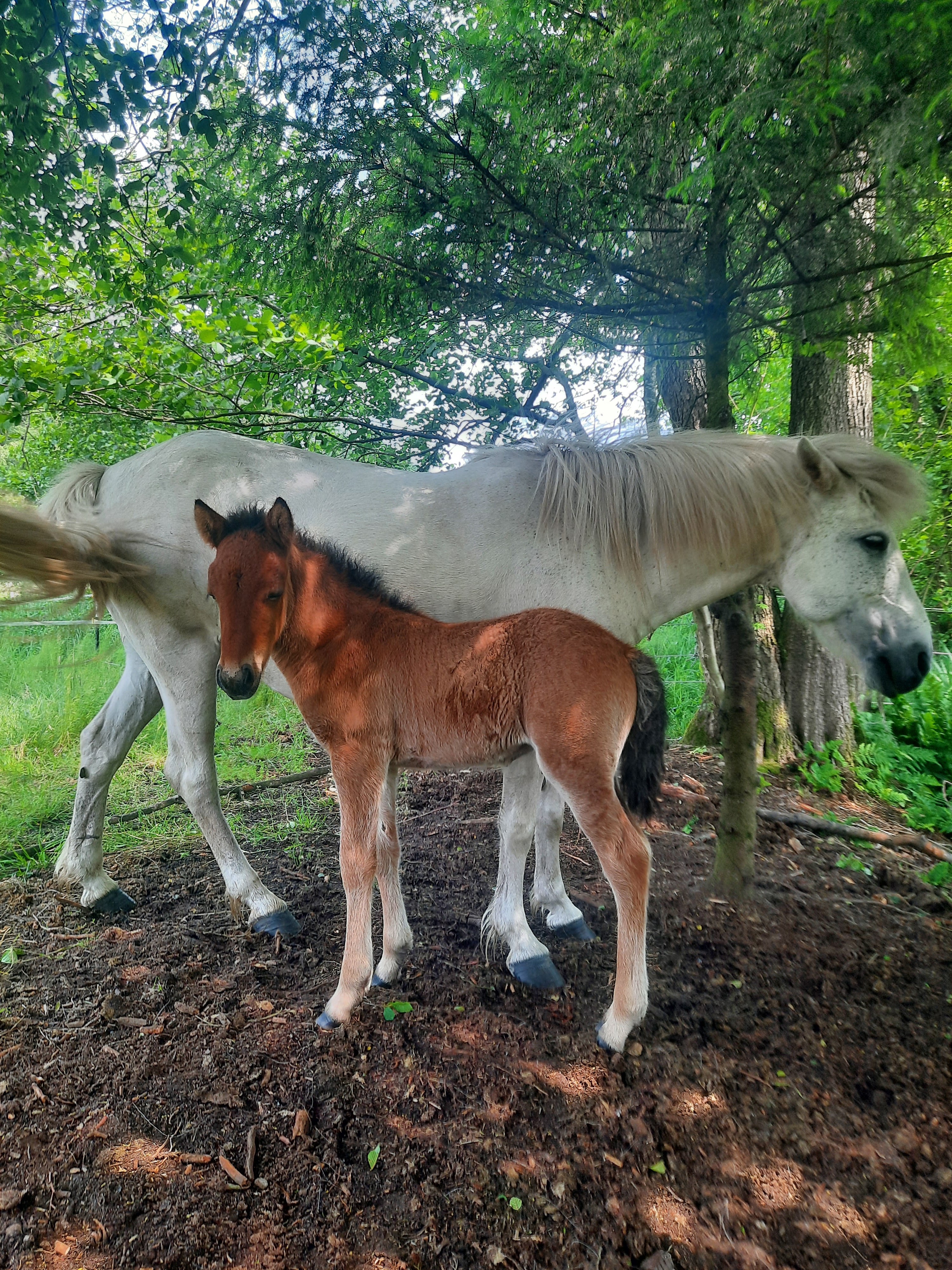 Prinz von der Osterheide — Jährlingshengst auf Hof Osterheide, Aufnahme 2