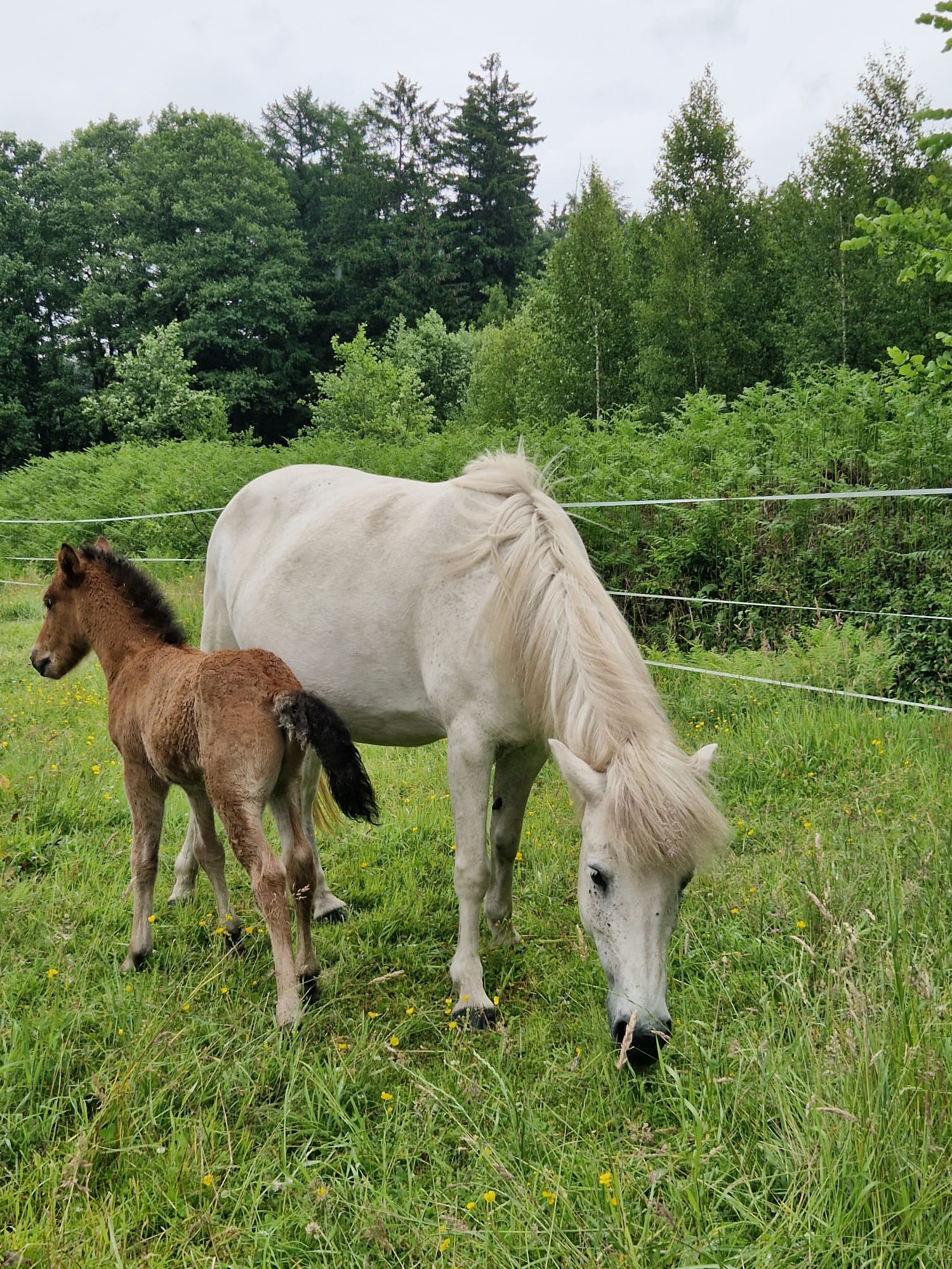 Prinz von der Osterheide — Jährlingshengst auf Hof Osterheide, Aufnahme 5