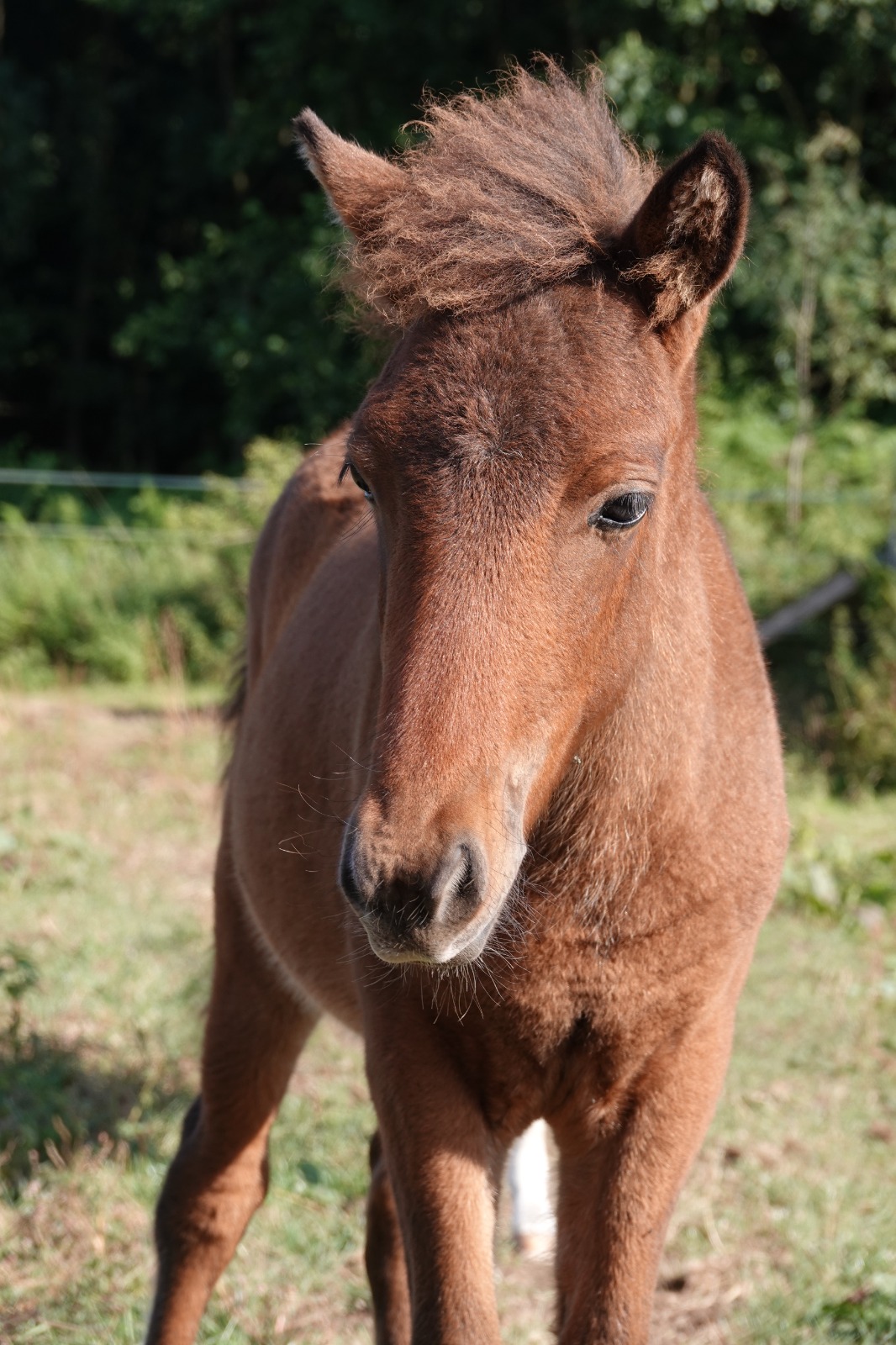 Prinz von der Osterheide — Jährlingshengst auf Hof Osterheide, Aufnahme 4
