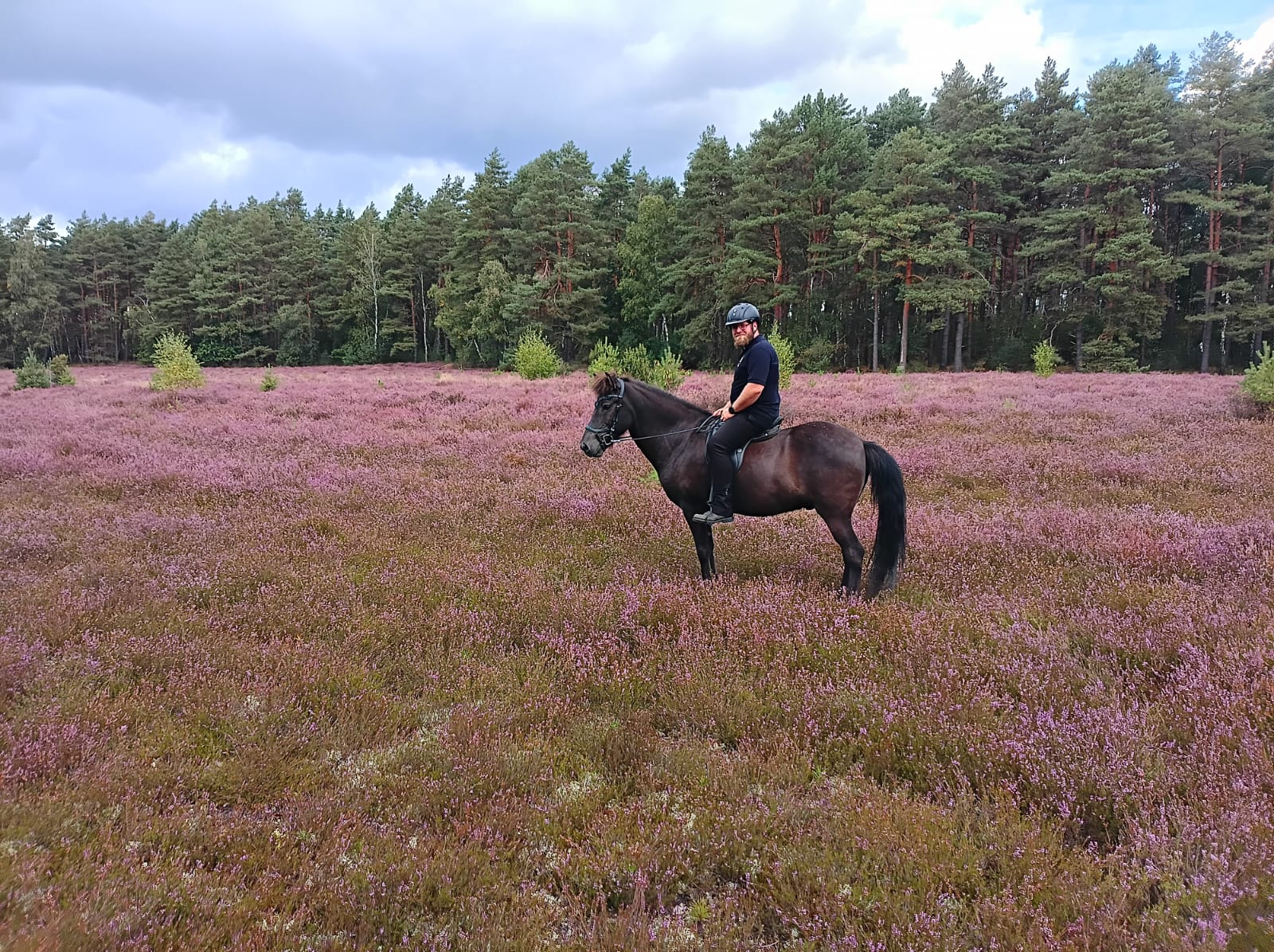 Stefnir im Profil beim Ausritt durch die blühende Heide