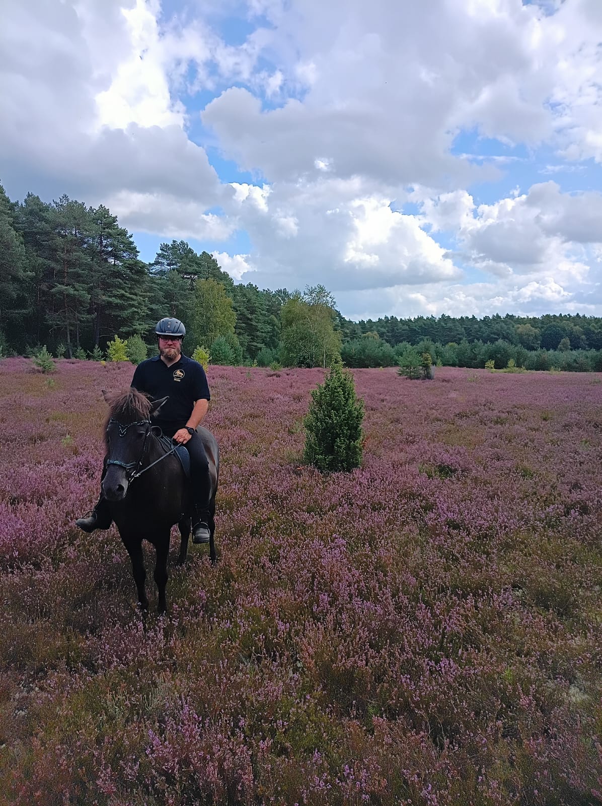 Stefnir von vorne im blühenden Heidegebiet rund um Hof Osterheide
