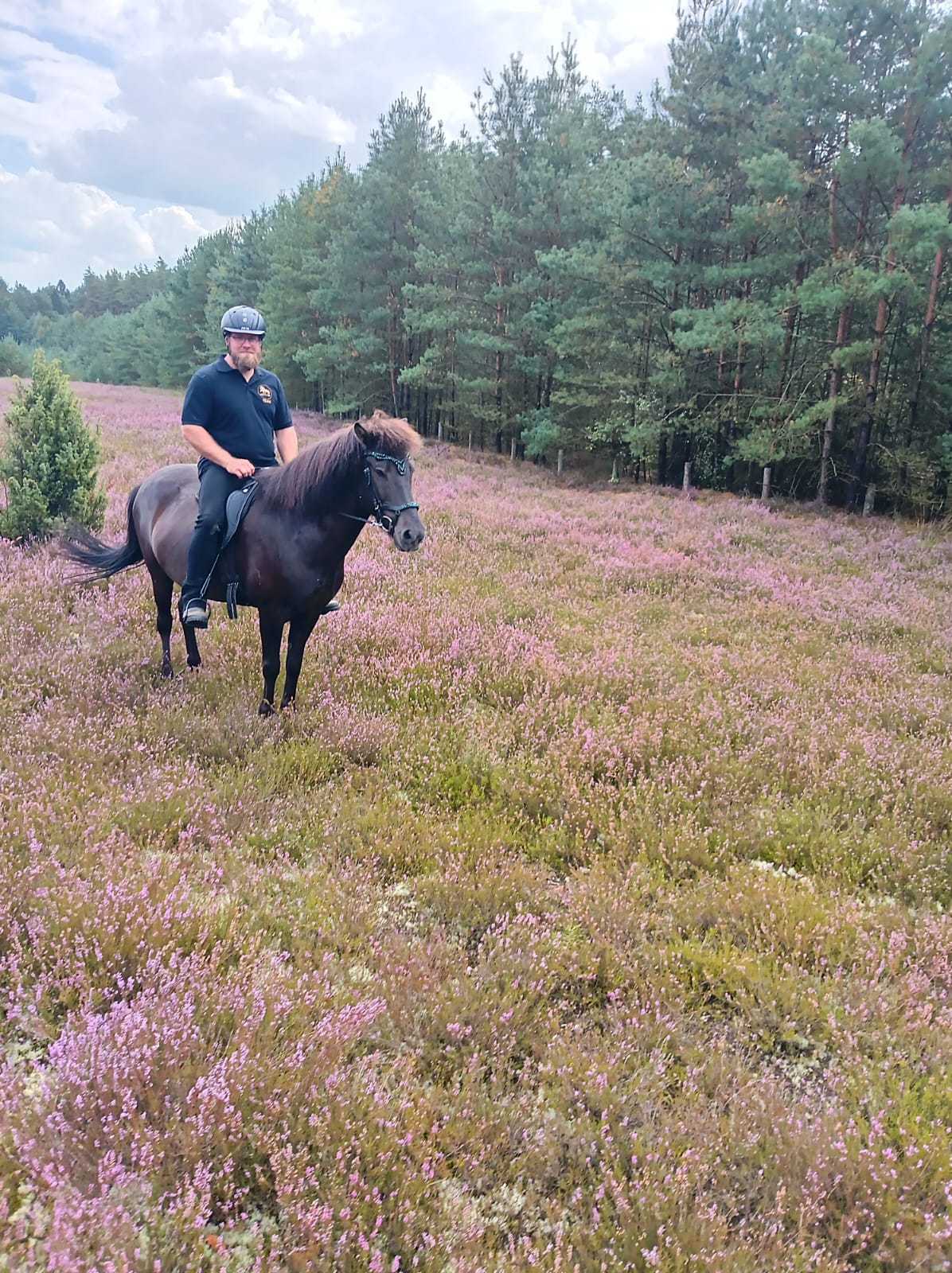 Verkaufspferd Stefnir — dunkles Islandpferd unterm Reiter in der blühenden Heide