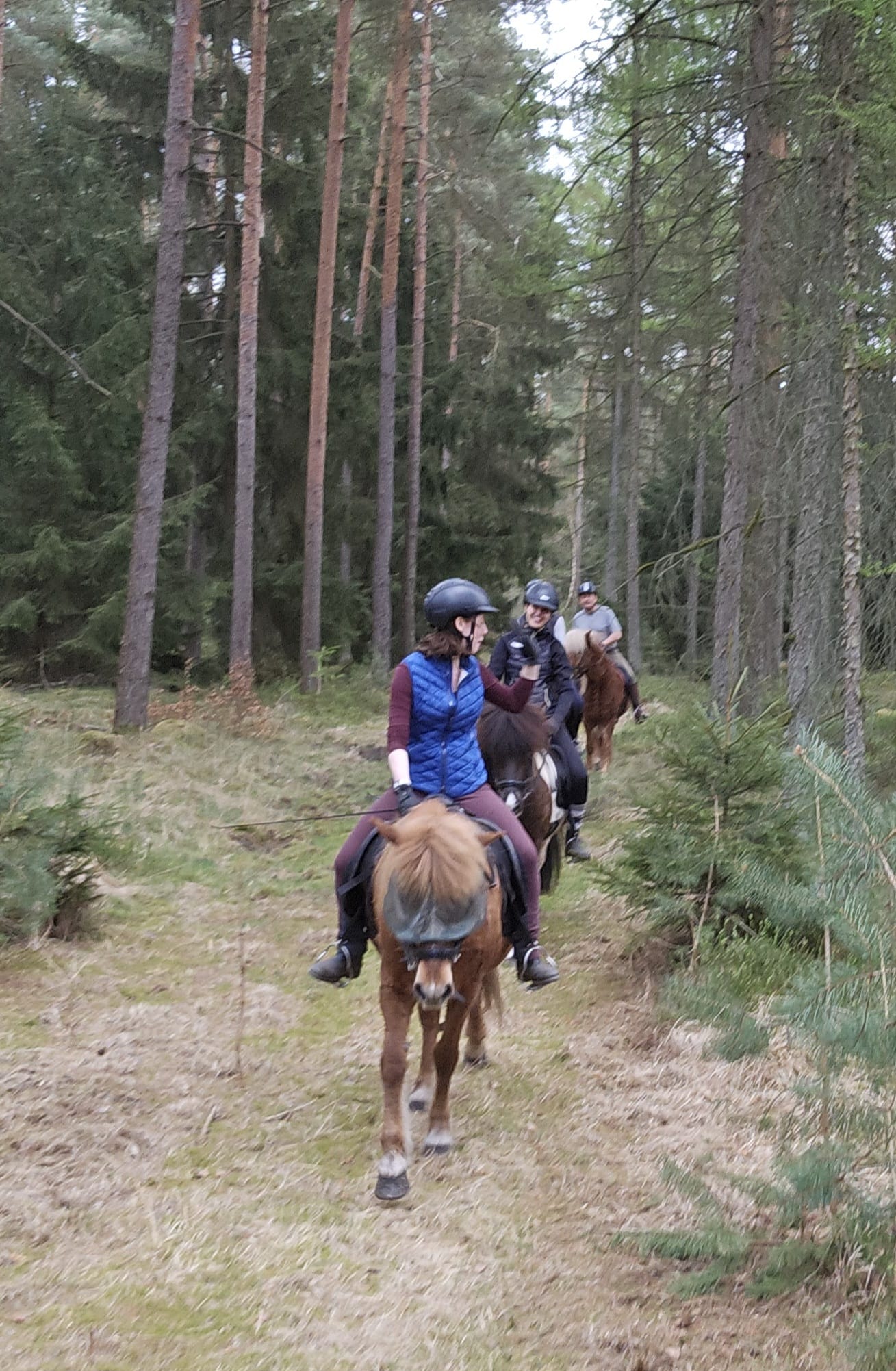 Ausritt mit Islandpferden auf einem Waldweg in der Lüneburger Heide