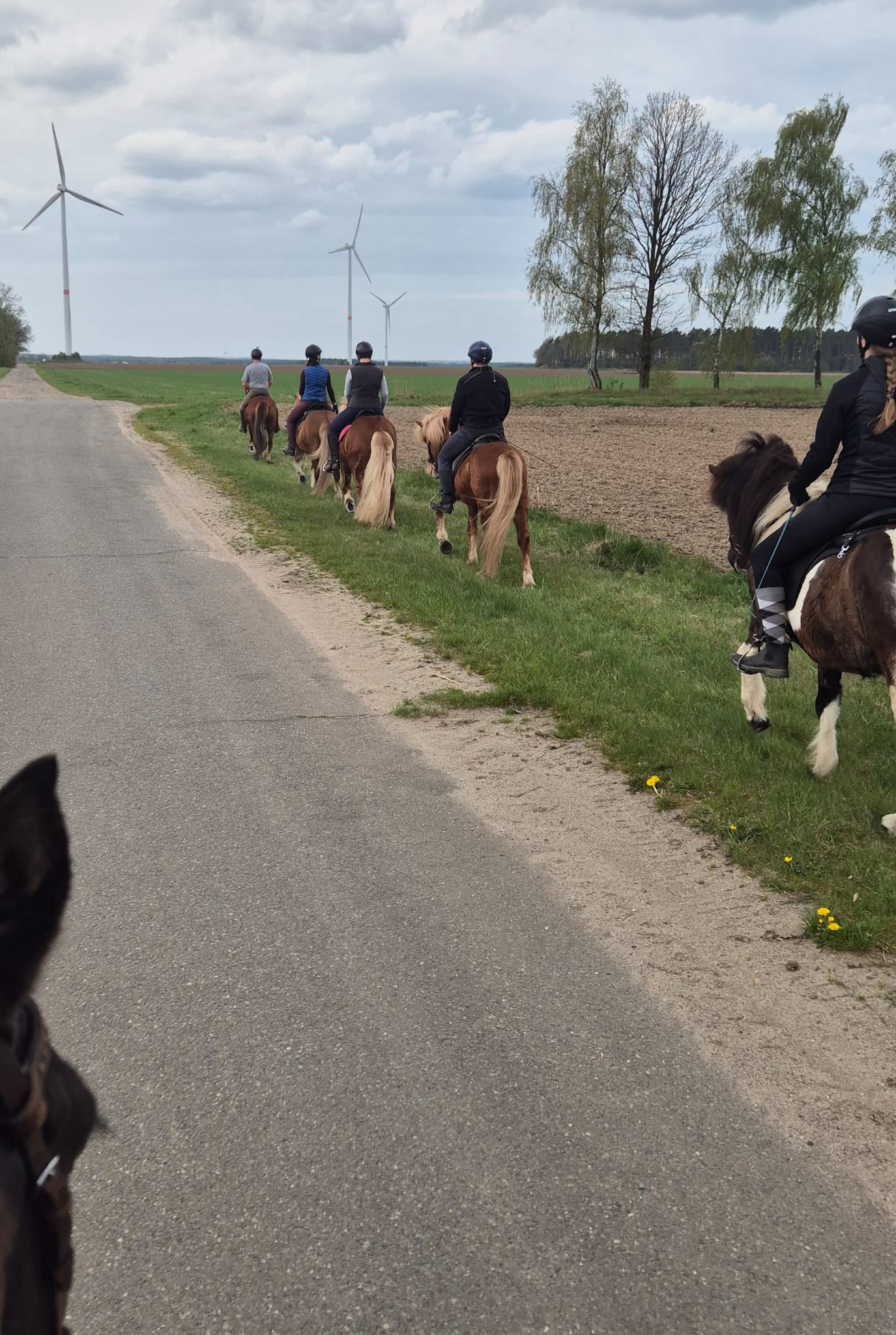 Ausrittgruppe auf Islandpferden auf dem Grünstreifen entlang einer Landstraße