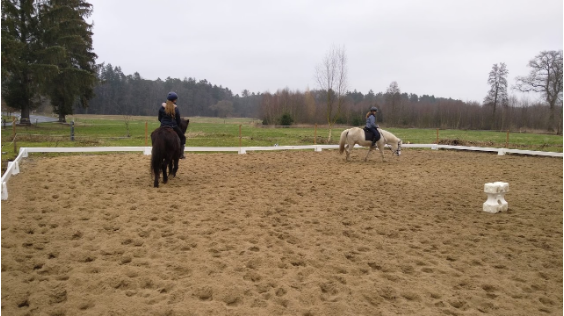Training mit Islandpferden in der Reitbahn von Hof Osterheide